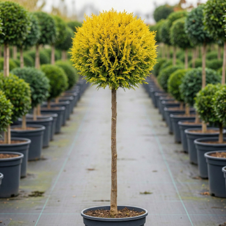 Chiparos - Chiparos Auriu Glob Chamaecyparis Stardust pe Picior 100cm Pepiniera Sibiu