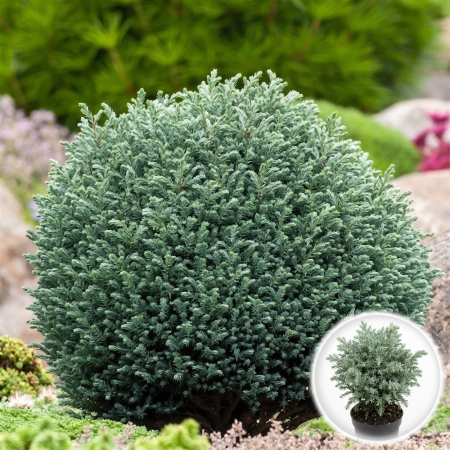 Chiparos - chamaecyparis-pisifera-baby-blue-conifer-pitic-pepiniera-sibiu