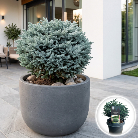 Chiparos - chiparos-arizonica-blue-moon-conifer-ornamental-pepiniera-sibiu