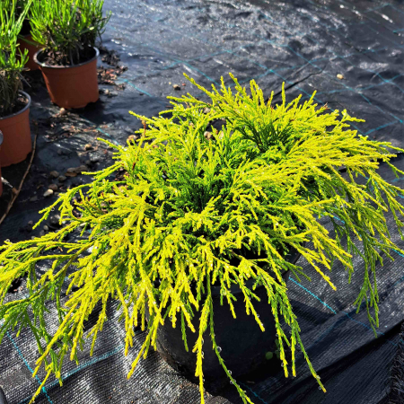 Plante Decorative - CHIPAROS Filifera Auriu 20-40cm (2L)