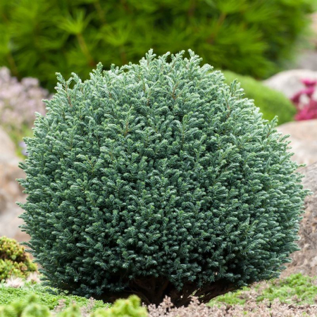 Plante Decorative - Chiparos Pi. Blue Moon - 30cm+