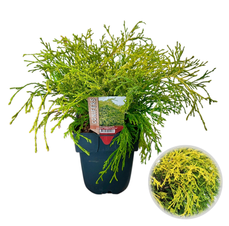 Plante Decorative - Chiparos Filifera Auriu - XL