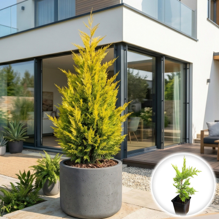 Chiparos - chamaecyparis-leylandii-gold-rider-conifer-aurat-pepiniera-sibiu