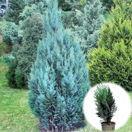 Plante Decorative - Chiparos L. Albastru - 40cm
