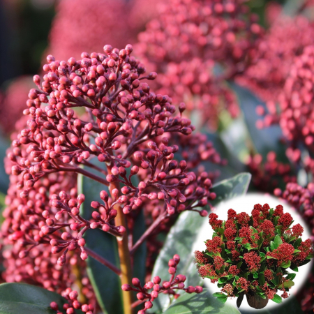 Skimmia Japonica - Rubella - 40cm+ [1]