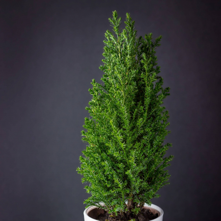 Plante Decorative - CHIPAROS L. Ellwood - 30cm+ (2L)