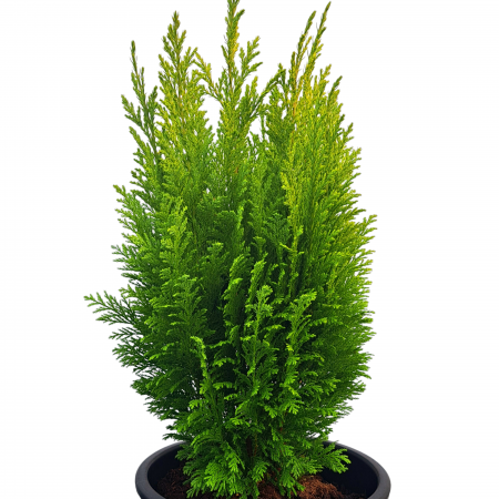 Chiparos - CHIPAROS L. Ellwood Auriu- 40cm+ (5L)