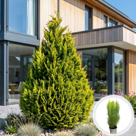 Chiparos - chamaecyparis-lawsoniana-ellwoods-empire-conifer-pitic-pepiniera-sibiu