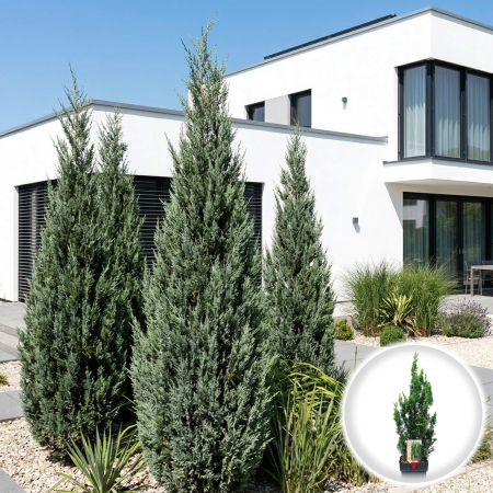 Chiparos - Chamaecyparis lawsoniana Little Spire ghiveci inaltime 50-60cm Pepiniera Sibiu