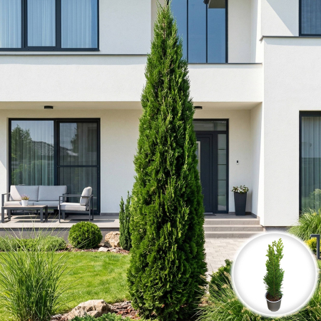 Chiparos - chamaecyparis-lawsoniana-green-pillar-conifer-columnar-pepiniera-sibiu