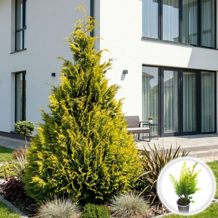 Chiparos - chamaecyparis-lawsoniana-stardust-conifer-auriu-pepiniera-sibiu