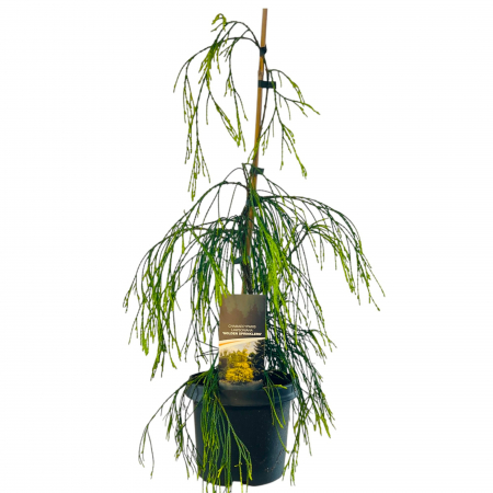 Chiparos - Chiparos Lawsoniana 'Golden Sprinklers' (65cm+)