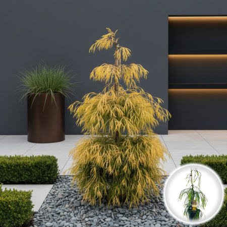 Chiparos - Chiparos Lawsoniana 'Golden Sprinklers' (65cm+)