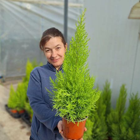 Chiparos - CHIPAROS Lemon 50-60cm (2L)