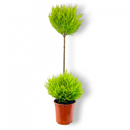 Chiparos Lemon Pomisor 80cm - 2 Bile [1]