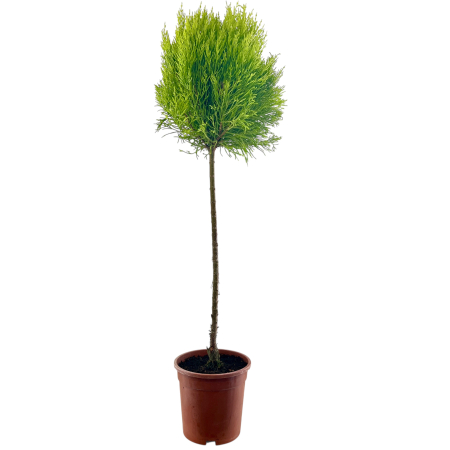 Chiparos Lemon Pomisor - 75cm [1]