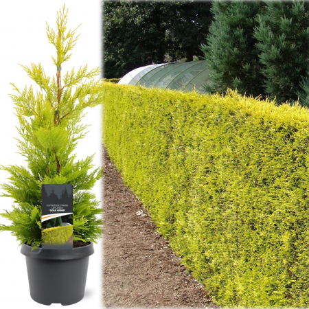Plante Decorative - CHIPAROS Leylandii Auriu 30-60cm (2L)