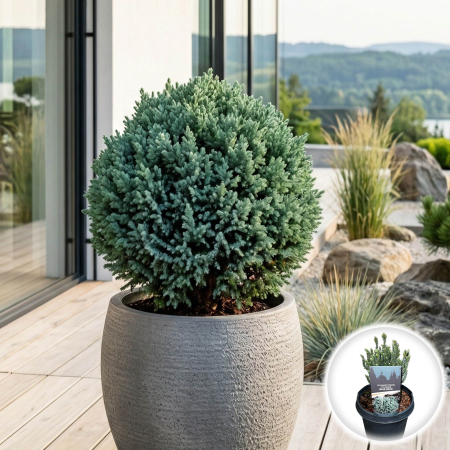 Chiparos - chamaecyparis-thyoides-blue-rock-chiparos-pitic-albastru-pepiniera-sibiu