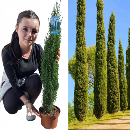 Plante Decorative - Chiparos Toscana (Totem) - 100cm+