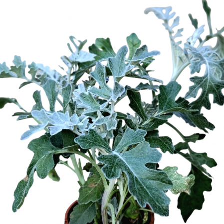 Cineraria - Argintiu (P11) [1]