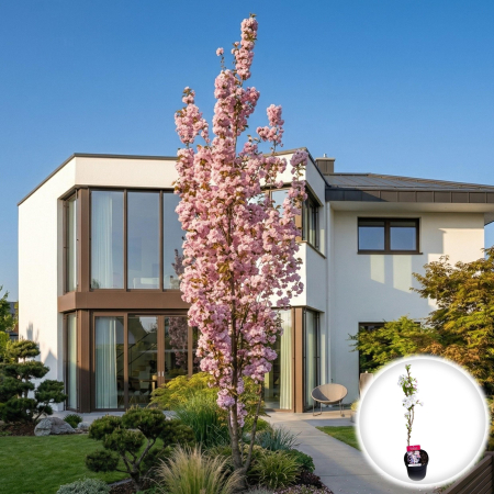 Cireși Japonezi - prunus-serrulata-amanogawa-cires-japonez-columnar-pepiniera-sibiu