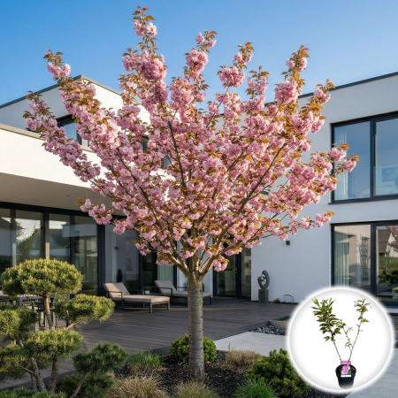 Cireși Japonezi - prunus-serrulata-kanzan-cires-japonez-flori-roz-pepiniera-sibiu