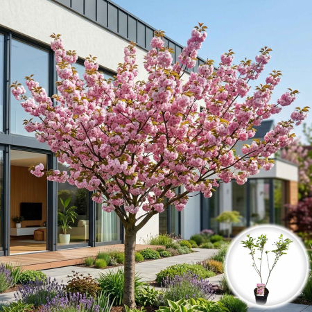 Cireși Japonezi - prunus-serrulata-pink-perfection-cires-japonez-roz-pepiniera-sibiu