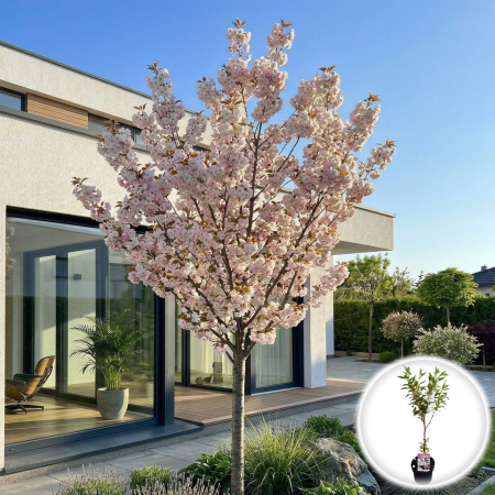 Cireși Japonezi - prunus-serrulata-sunset-boulevard-cires-japonez-pepiniera-sibiu