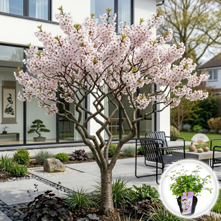 Cireși Japonezi - prunus-incisa-kojou-no-mai-cires-japonez-pitic-pepiniera-sibiu