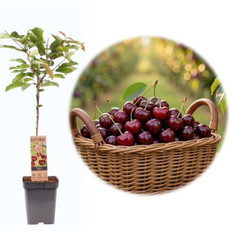 Cireși - Prunus avium - prunus-avium-regina-cires-puiet-ghiveci-pepiniera-sibiu