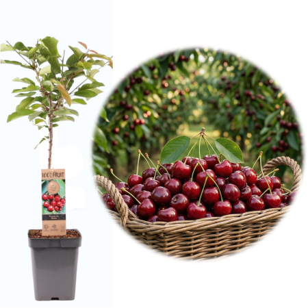 Cireși - Prunus avium - prunus-avium-stella-cires-autofertil-pepiniera-sibiu