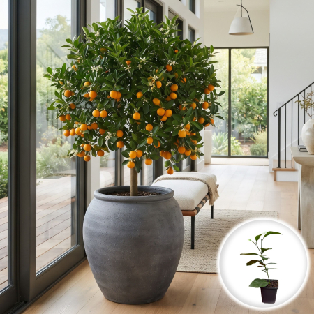 Citrus Calamondin (Portocal Pitic) - citrus-calamondin-arbust-fructifer-ghiveci-pepiniera-sibiu