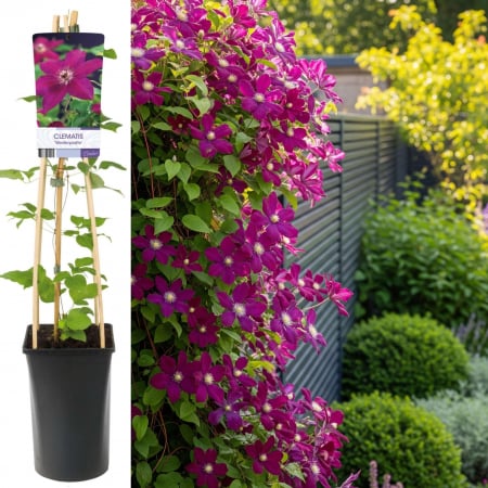 Plante Decorative - Clematis Westerplatte - 75cm+