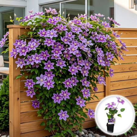 Clematis - clematis-barbara-jackman-planta-agatatoare-pepiniera-sibiu
