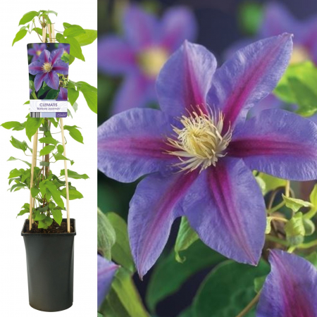 Clematis - Clematis Mrs N. Thompson - 75cm+