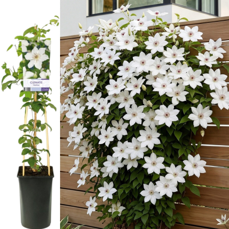 Clematis - clematis-destiny-planta-agatatoare-alba-pepiniera-sibiu