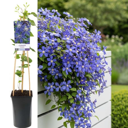 Plante Decorative - Clematis Arabella - 75cm+