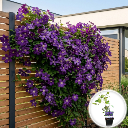 Clematis - clematis-etoile-violette-planta-agatatoare-mov-pepiniera-sibiu
