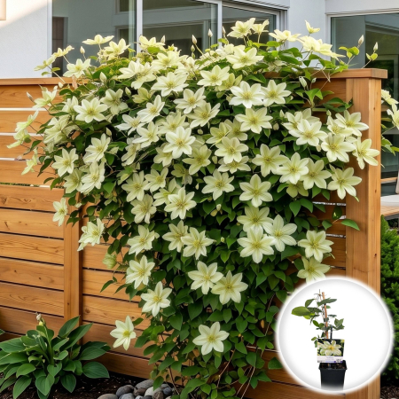 Clematis - clematis-guernsey-cream-planta-agatatoare-crem-pepiniera-sibiu