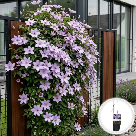 Clematis - clematis-margaret-hunt-clematita-roz-lavanda-pepiniera-sibiu