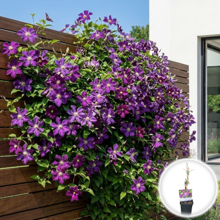 Plante Decorative - clematis-mikelite-planta-agatatoare-purpurie-pepiniera-sibiu