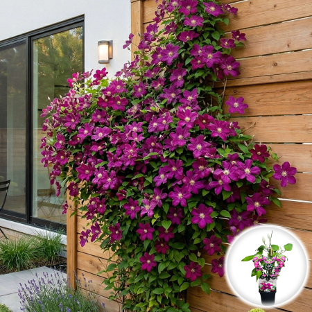 Clematis - clematis-westerplatte-flori-rosii-pepiniera-sibiu