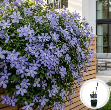 Plante Decorative - clematis-arabella-albastru-violet-ghiveci-pepiniera-sibiu