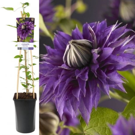 Plante Decorative - Clematis Multi Blue - 75cm+