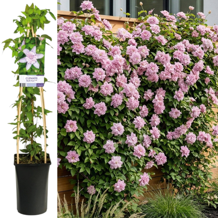Clematis - clematis-multi-pink-planta-agatatoare-flori-roz-pepiniera-sibiu