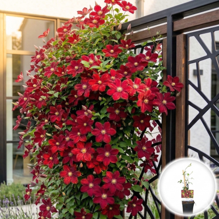 Plante Decorative - clematis-niobe-liana-cataratoare-rosie-pepiniera-sibiu