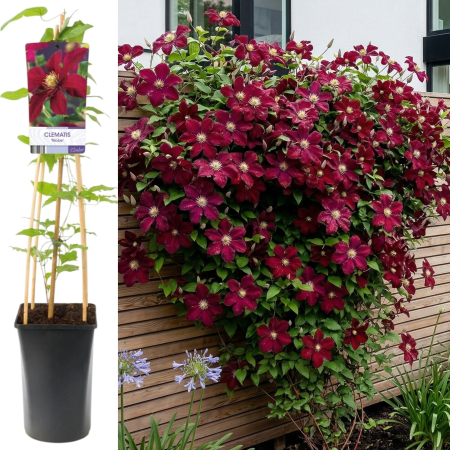 Clematis - clematis-niobe-planta-agatatoare-rosie-pepiniera-sibiu