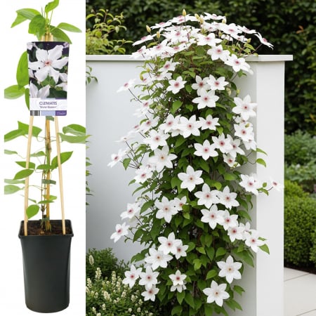 Plante Decorative - Clematis Snow Queen 75cm+ (3L)