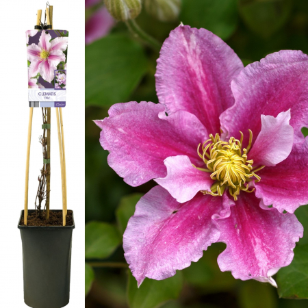 Clematis Piilu 75cm+ (3L) [1]