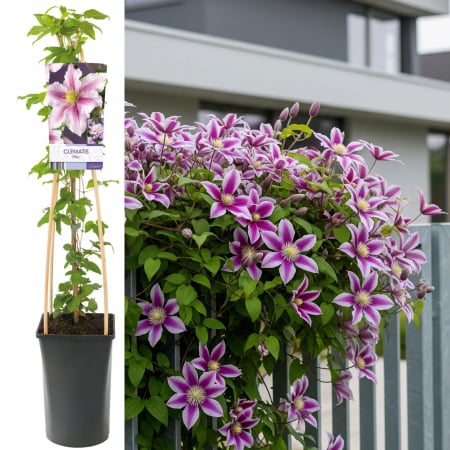 Clematis - Clematis Piilu 75cm+ (3L)
